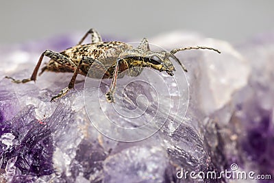 The blackspotted pliers support beetle, Rhagium mordax Stock Photo