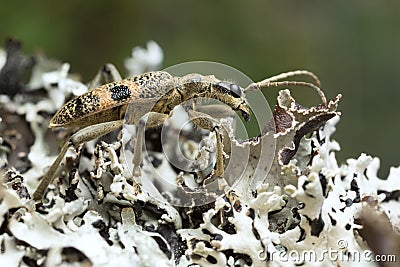 Blackspotted pliers support beetle, Rhagium mordax Stock Photo