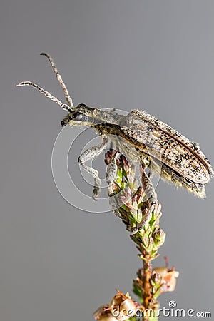 The blackspotted pliers support beetle (Rhagium mordax) Stock Photo