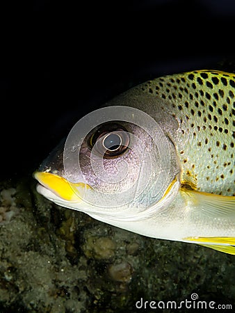 Blackspotted sweetlips Stock Photo