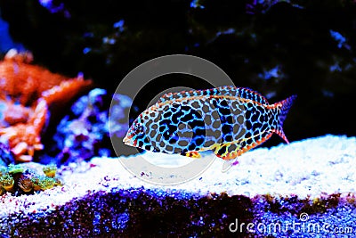 Blackspotted wrasse - Macropharyngodon meleagris Stock Photo