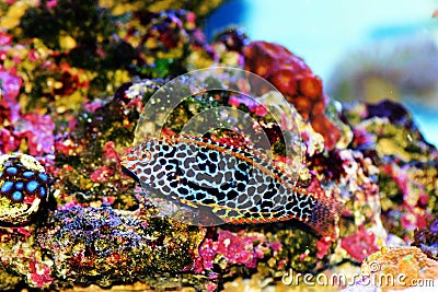 Blackspotted wrasse - Macropharyngodon meleagris Stock Photo