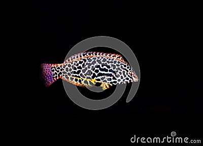 Blackspotted wrasse - Macropharyngodon meleagris Stock Photo