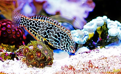 Blackspotted wrasse - Macropharyngodon meleagris Stock Photo