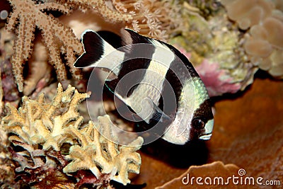 Blacktail dascyllus (Dascyllus melanurus) marine fish Stock Photo