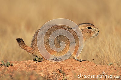 Blacktail Prairie Dog Stock Photo