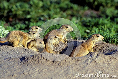 Blacktail Prairie Dog Pups 54908 Stock Photo