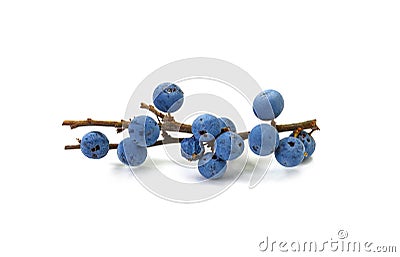 Blackthorn berries twig, prunus spinosa isolated on white background. Stock Photo