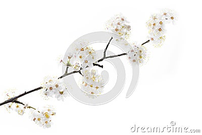 Blackthorn (prunus spinosa ) blossoms Stock Photo