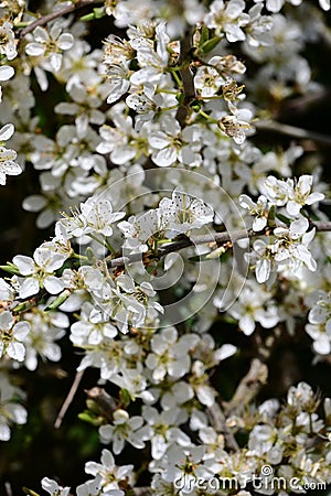 Blackthorn Sloe - Prunus spinosa in blossom in April, Norfolk, England, UK. Stock Photo