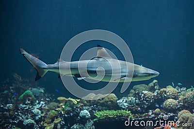 Blacktip reef shark Carcharhinus melanopterus Stock Photo