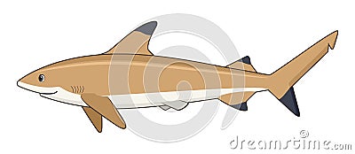 Blacktip reef shark fish on a white background Vector Illustration