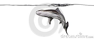 Blacktip reef shark swimming under water line Stock Photo