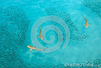 Blacktip Reef sharks feeding Stock Photo