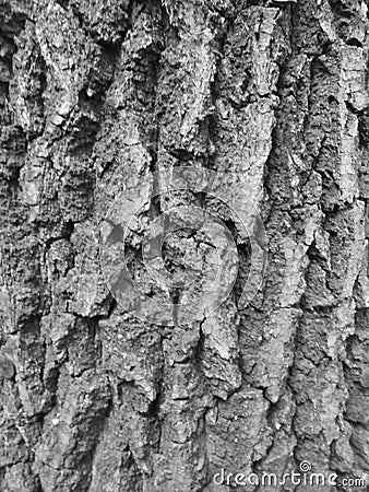 Greyscaled image - Close view on rough spruce bark with deep wrinkles. Stock Photo