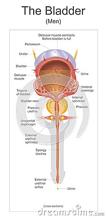 The bladder. Stock Photo