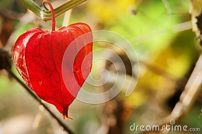 Bladder cherry or Chinese lantern fruit with the red husk. Stock Photo