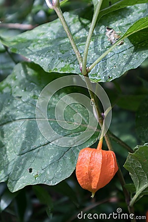 Bladder Cherry growing in Torre de` Roveri Italy Stock Photo