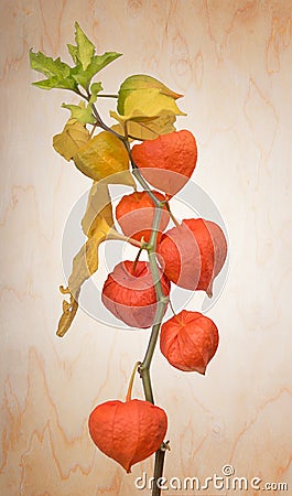 Bladder cherry plant on wooden background Stock Photo