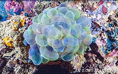 Bladder coral, pearl coral or branching bubble coral Plerogyra sinuosa on the coral reef in Thailand Stock Photo