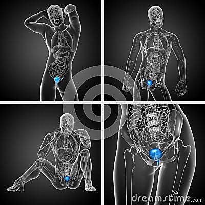 bladder Cartoon Illustration