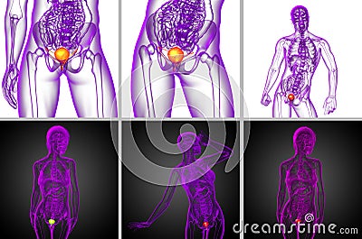 bladder Cartoon Illustration