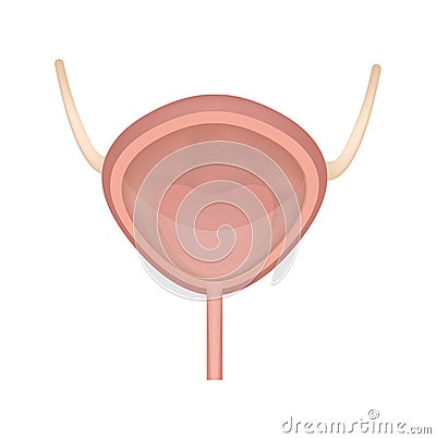 Bladder icon, flat style. Internal organs of the human design element, logo. Anatomy, medicine concept. Healthcare Vector Illustration