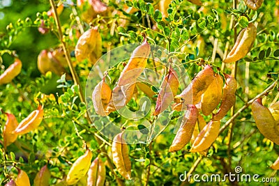 Bladder senna bush, tropical plant with many seed pods, exotic specie from Europe and Africa Stock Photo