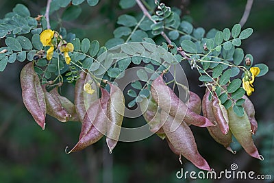 Bladder-senna Colutea arborescens puffy, bladder-shaped fruits Stock Photo