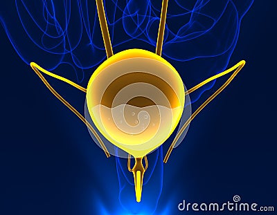 Bladder urinary healthy anatomy male internal organ - 3d illustration Cartoon Illustration