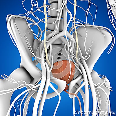 Bladder Stock Photo