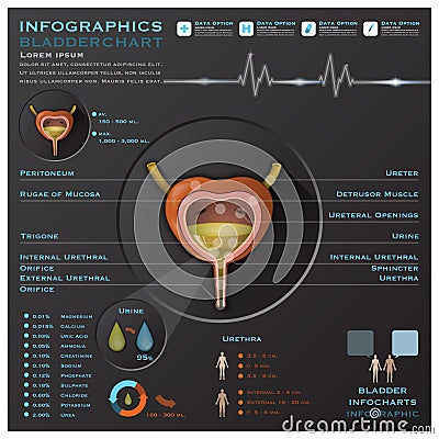 Bladder And Urine Medical Infographic Infochart Vector Illustration