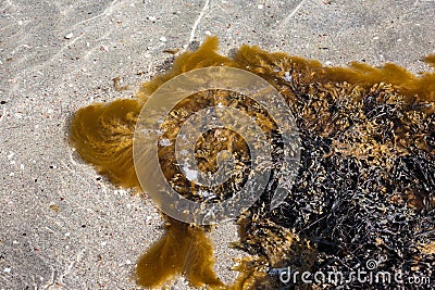 Bladder wrack Stock Photo