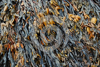 Bladder Wrack Stock Photo