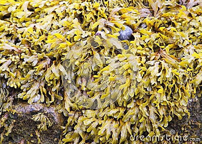 Bladder wrack Stock Photo