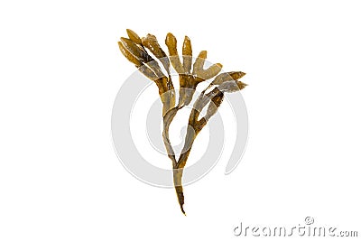 Bladder wrack or fucus vesiculosus brown seaweed isolated on white. Transparent png additional format Stock Photo