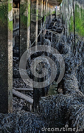 Bladder wrack (Fucus vesiculosus) hanging from boardwalk supports. Stock Photo