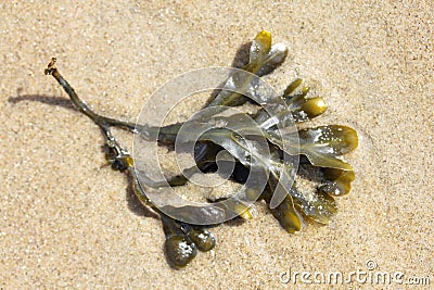 Bladder wrack (Fucus vesiculosus) Stock Photo