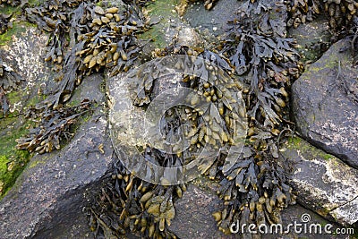 Bladder wrack Stock Photo