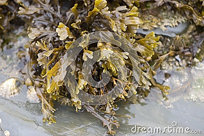 Bladder Wrack Seaweed Stock Photo