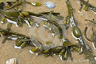 Bladder wrack seaweed in clear water, sand and shells Stock Photo