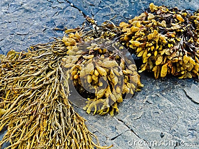 Bladder wrack seaweed Stock Photo