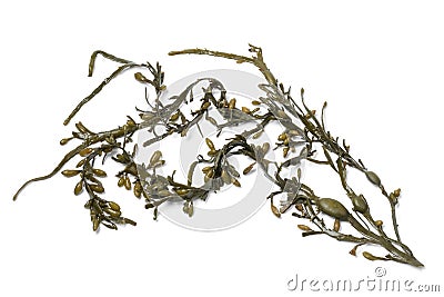 Bladder wrack seaweed on white background Stock Photo