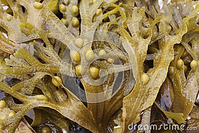 Bladder wrack (Fucus vesiculosus) Stock Photo