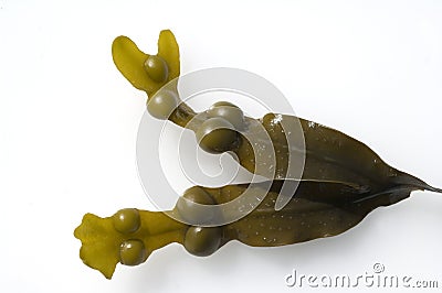 Bladderwrack Fucus vesiculosus Stock Photo