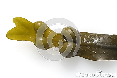 Bladderwrack Fucus vesiculosus Stock Photo