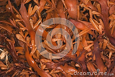 Bladderwrack, Fucus vesiculosus, seaweed Stock Photo