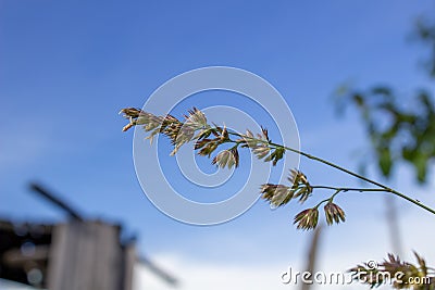 A blade of grass against the blue sky Stock Photo