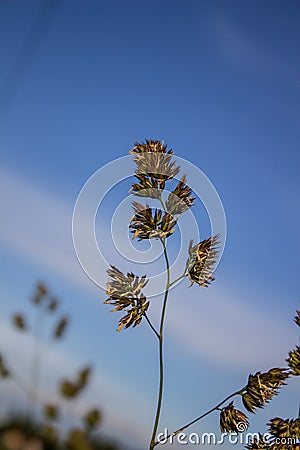 A blade of grass against the blue sky Stock Photo