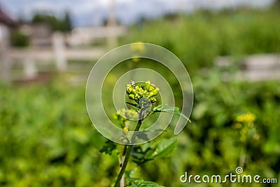 A blade of grass against the blue sky Stock Photo